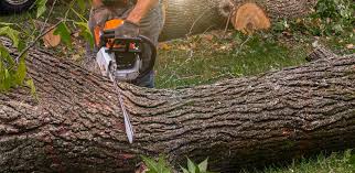 How Our Tree Care Process Works  in  Marthasville, MO
